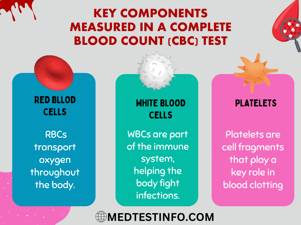 key componenets of a complete blood count test, cbc without differentials, cbc without diff, cbc without differential vs cbc with differentials, red blood cell in a cbc test, white blood cell in a cbc test, platelets in a cbc blood test